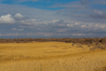 Fototapeta na wymiar Autumn landscape. Yellow field and blue sky.