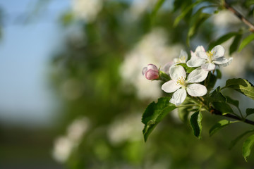 Spring background with apple flowers