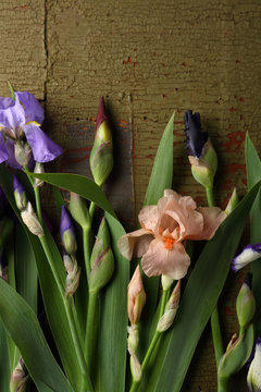 Iris flowers on green wood