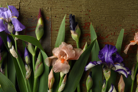 Iris flowers on green wood background