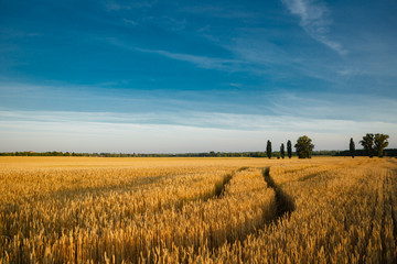 Landscape with wheat field