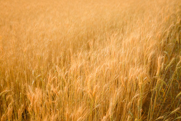 Ripe wheats field