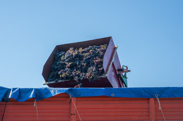 Vendemmia