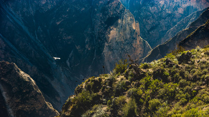 Vol de condor