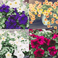 Various colors petunia flowers collection, close up