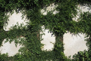stone pavement overgrown with grass