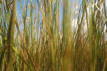 Thicket of grass with the eyes of a cat