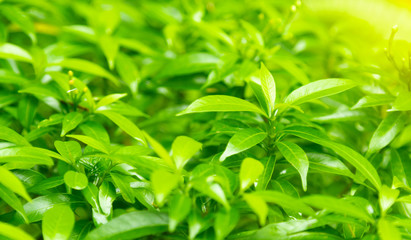 Fototapeta premium Closeup nature view of green leaf in garden at summer under sunlight. Natural green plants landscape using as a background or wallpaper.