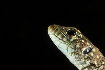 Ocellated lizard (Timon lepidus) head details, low key