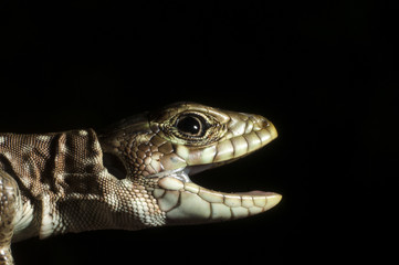 Ocellated lizard (Timon lepidus) head details, low key