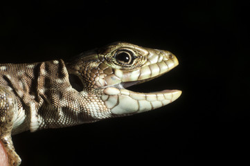 Ocellated lizard (Timon lepidus) head details, low key
