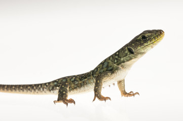 Fototapeta premium Ocelated lizard (Timon lepidus) high key, portrait