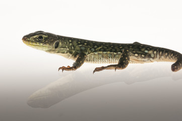 Ocelated lizard (Timon lepidus) high key, portrait