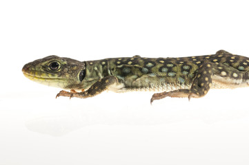 Ocelated lizard (Timon lepidus) high key, portrait