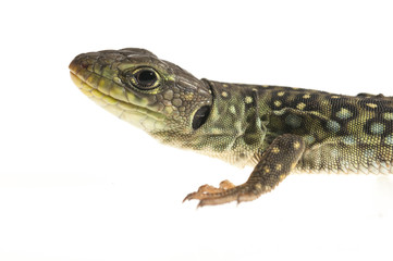 Ocelated lizard (Timon lepidus) high key, portrait