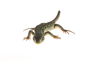 Naklejka premium Ocelated lizard (Timon lepidus) high key, portrait