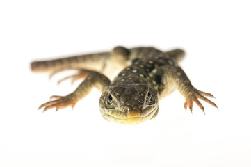 Ocelated lizard (Timon lepidus) high key, portrait