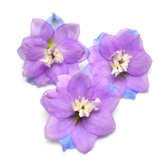 Fototapeta na wymiar Three dolphinium blue flowers isolated on white background. Macro, studio. Beautiful floral composition pattern. Violet, object. Flat lay, top view
