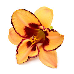 Day lily beautiful delicate flower isolated on white background. Bright orange color. Flat lay, top view