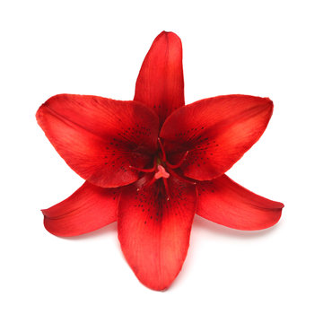 Fototapeta Beautiful bouquet of red lily flower isolated on white background. Form of a starfish. Flat lay, top view. Floral pattern, object