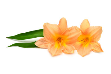 Two day lily with leaf beautiful delicate flower isolated on white background. Bright orange color. Floral pattern, object. Flat lay, top view