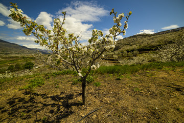 Cherry trees, blossom, jerte valley, spring time