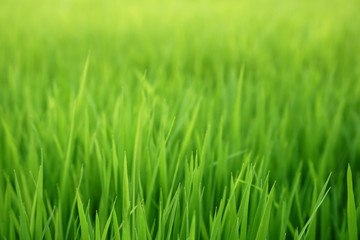 Fototapeta na wymiar Soft green seeding rice field background