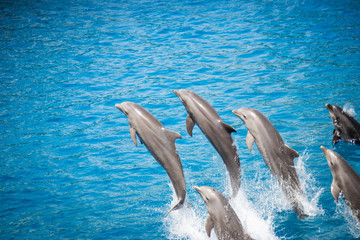 Obraz premium Jumping Dolphins blue water