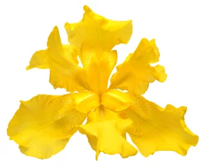 Printed roller blinds Iris Beautiful yellow iris flower isolated on white background. Easter. Summer. Spring. Flat lay, top view. Love. Valentine's Day