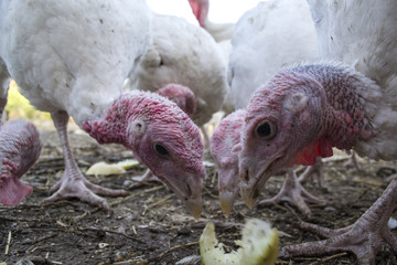 The turkeys in a hen house. The bird farm.