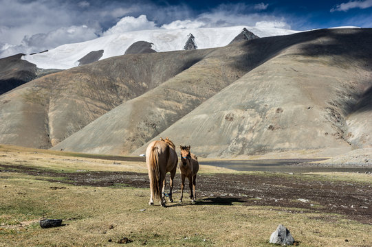 Mongolian Countryside