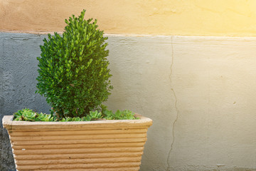 Evergreen tree Buxus sempervirens (common box, European box, or boxwood) in pot near house wall.