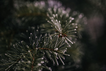 Dark green pine tree branch © zoebg