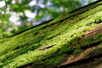 Moss on wooden roof, Tree bark with green moss. Selective focus.