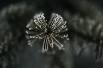 Dark green pine tree branch with snow
