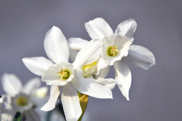 Fototapeta na wymiar Symbol of Spring. White colored Daffodil, Narcissi (Italia) bulb is blooming.
