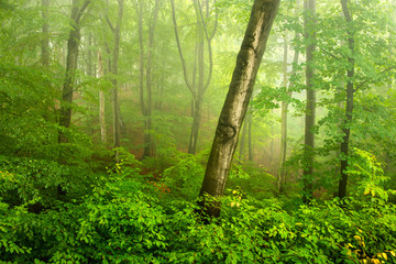 Green Forest of Beech Trees in Fog and Rain