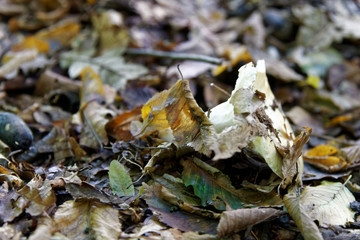 Autumn foliage, fall leaves background.