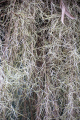 Thick Spanish Moss growing on the Atherton Tablelands in Queensland, Australia