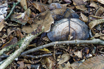 Autumn foliage, fall leaves background.
