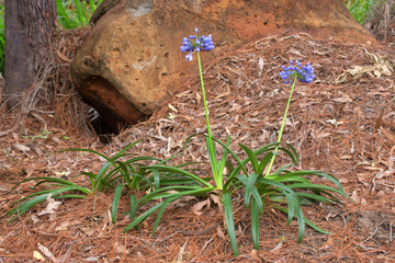 Purple Agapanthus growing on the Atherton Tableland in Queensland, Australia