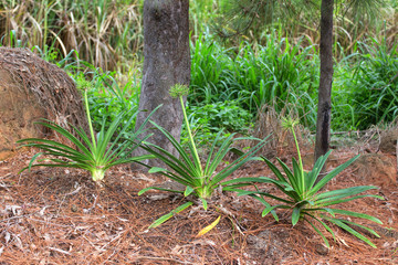 Agapanthus growing on the Atherton Tableland in Queensland, Australia.