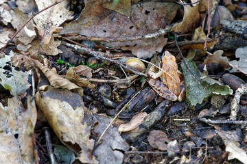 Forest frog is masked in the foliage