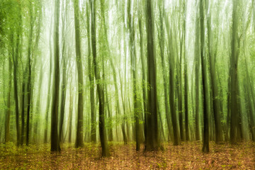 Fototapeta premium Experimental shaky forest image, intentionally blurred, multiple exposure