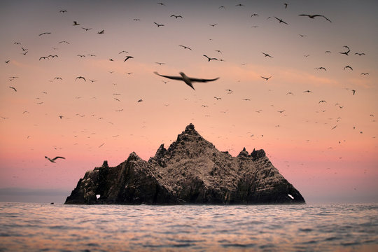 Gannet colony around Skellig Rock at sunrise, Portmagee, Kerry, Ireland