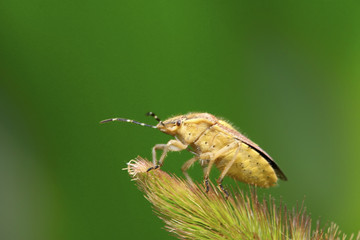 stinkbug on green leaf
