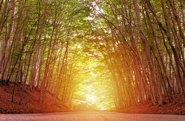 The road through a tunnel of trees and sunlight.