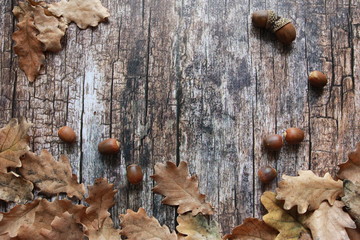 Dry oak leaves and acorns on wooden desk. Autumn background concept. Foliage, planks, fall, thanksgiving, copy space