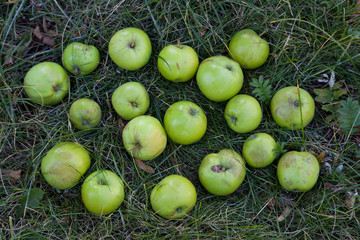 Organic apples on grass