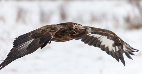 Landscape colour images of a golden eagle shown against a snow covered winter background.